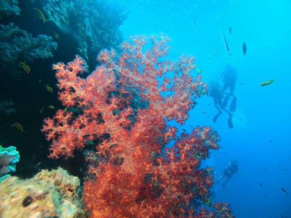 Rzeczy do zrobienia w Hurghadzie- Egipt/ Dive Hurghada wskazówki na blogu
