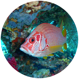 Codzienne Nurkowanie