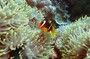  DAEDALUS REEF