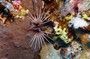  DAEDALUS REEF