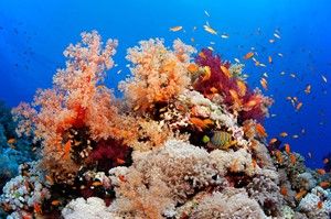  ELPHINSTONE REEF