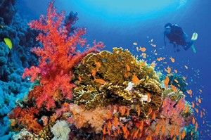  MERLO REEF