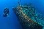  SS THISTLEGORM